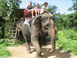 Elefantenreiten in Krabi