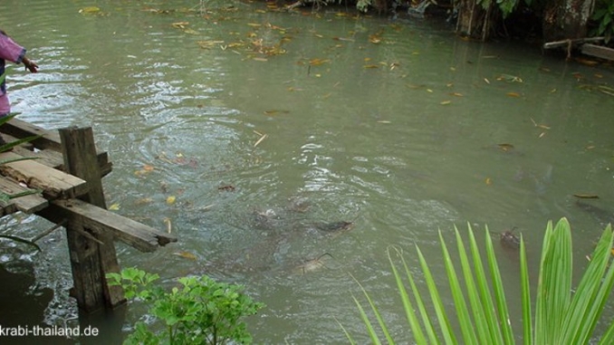 Welsfarm in Krabi, Fishing Park